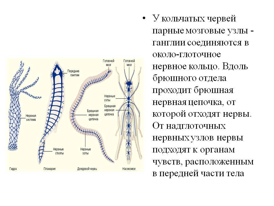 Короткая ссылка на кракен